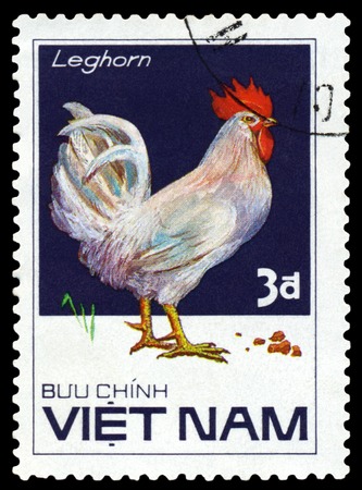 VIETNAM - CIRCA 1986 : A stamp printed by Vietnam  shows bird an Leghorn,  from the series  Domestic fowl, circa 1986.のeditorial素材