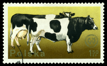 POLAND - CIRCA 1975:  A stamp printed in POLAND shows Cattie, circa 1975.のeditorial素材