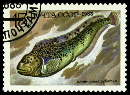 RUSSIA - CIRCA 1983: a stamp printed by Russia show the fish Anarhichas minor, series Food fish,  ...
