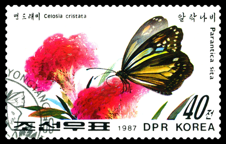 STAVROPOL, RUSSIA - December 14, 2016: A stamp printed in DPR Korea shows flowers Celosia cristata and butterfly Parantica sita, circa 1987.のeditorial素材