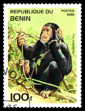 STAVROPOL, RUSSIA - January 09, 2017: A Stamp sheet printed in Benin shows Pan Troglodytes (common chimpanzee), circa 1995のeditorial素材