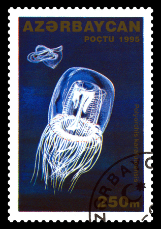 STAVROPOL, RUSSIA - November 28. 2017: A stamp printed in Azerbaijan  shows Jellyfish with umbrella, Polyorchis karafuloensis,  circa 1996のeditorial素材