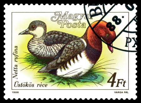 STAVROPOL, RUSSIA - December 06. 2018: A stamp printed in Hungary shows a duck Red-crested Pochard, Netta rufina, series, circa 1988のeditorial素材