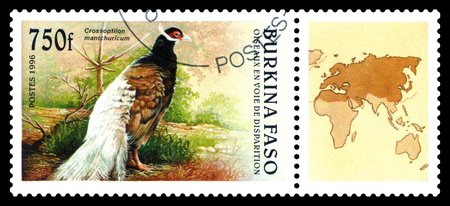STAVROPOL, RUSSIA - Januar 09, 2019: a stamp printed in Burkina Faso  shows bird  an Crossoptilon mantchuricum, circa 1996のeditorial素材