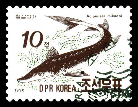 RUSSIA - CIRCA 1975: a stamp printed by Russia, show fish Sakhalin acipenser, Asipenser mikadoi, series, circa 1975のeditorial素材