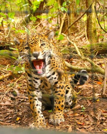 angry jaguar hissingの写真素材
