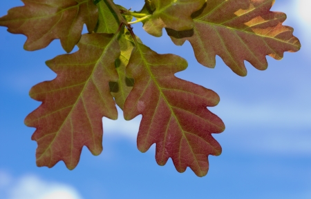 four oak autumn leaves on the blue sky backgroundの写真素材