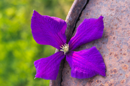 blossoms of clematis on old  rust piece of metalの写真素材