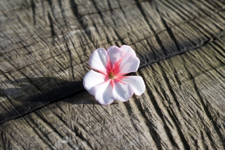 nice blossom of geranium on old wooden backgroundの写真素材