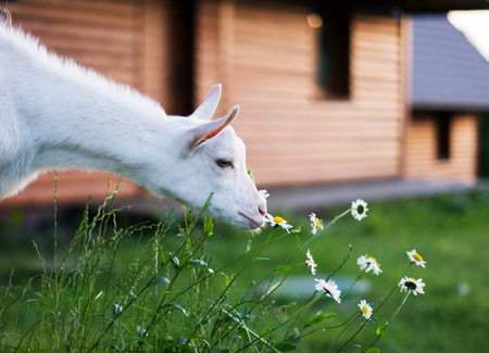 white goat eat daisy on summer garden backgroundの写真素材