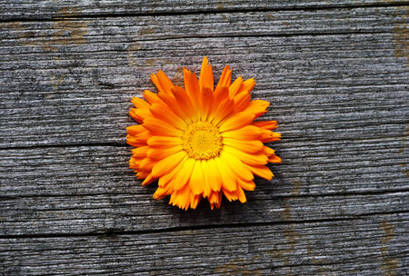 nice orange blossom on old grey wooden backgroundの写真素材
