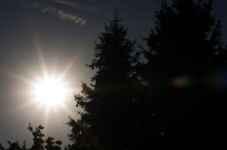 two dark trees and sun shining backgroundの写真素材