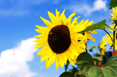Detail of sunflowers and blue sky backgroundの写真素材