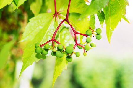 Virginia creeper (Parthenocissus quinquefolia) with green berries の写真素材