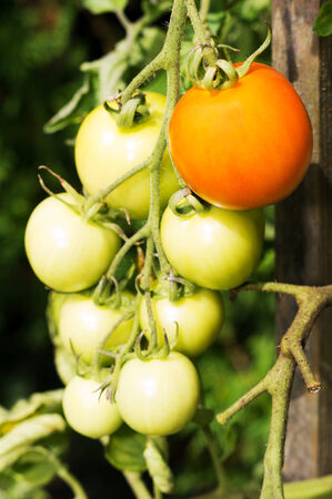 detail of fresh orange and green tomatoesの写真素材