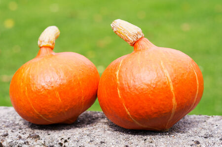 two pumpkins on the wall with grass backgroundの写真素材