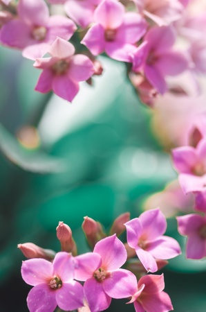 Background with copyspace of beautiful fresh pink spring blossom and buds forming a natural border for the imageの写真素材