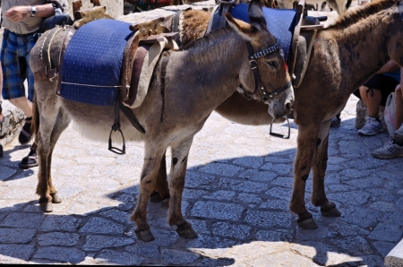 donkey called Lyndos taxy,Lyndos,Rhodes,Greeceの写真素材