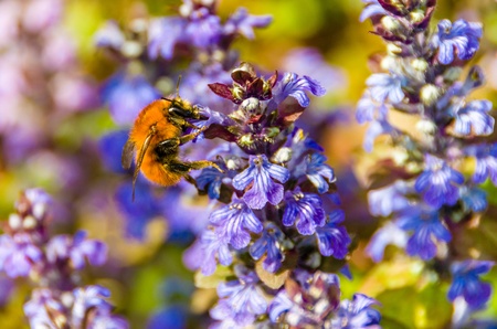Carder bee, one of the Bombus species of bumblebee, foraging on a purple flowerの写真素材