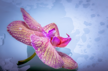Closeup of a single beautiful pink phalaenopsis orchid on a mottled blue background with copyspaceの写真素材
