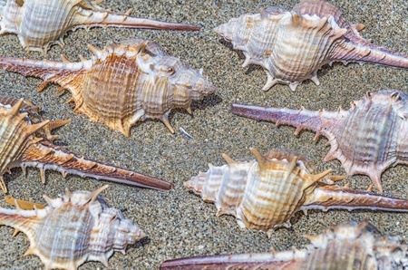 Closeup view of an arrangement of spiny seashells from marine snails or gastropods on sand viewed from aboveの写真素材