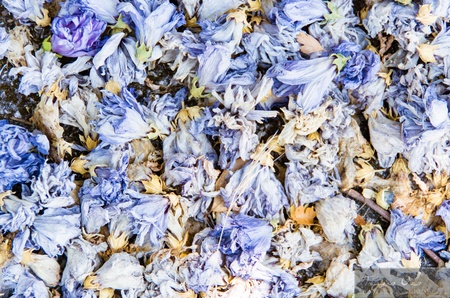 Background of colourful blue potpourri with a mixture of dried aromatic flower petals and herbs to scent and freshen the airの写真素材