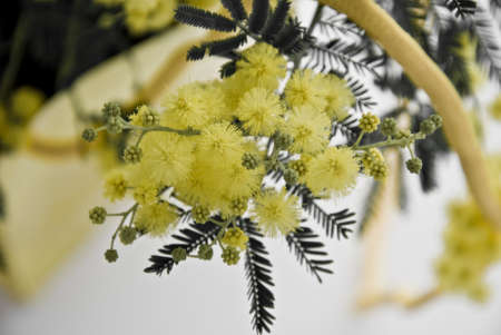 Soft mimosaの写真素材