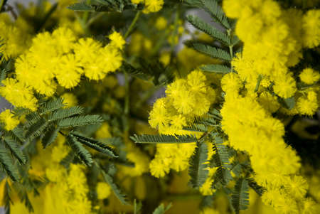 Bunch of mimosaの写真素材