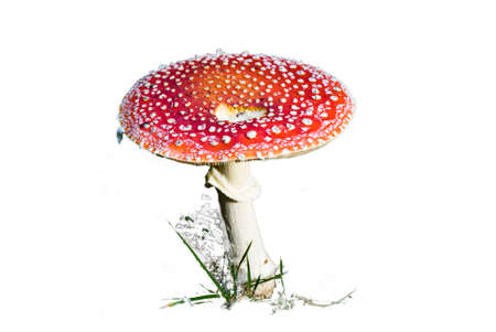 poison-mushroom
