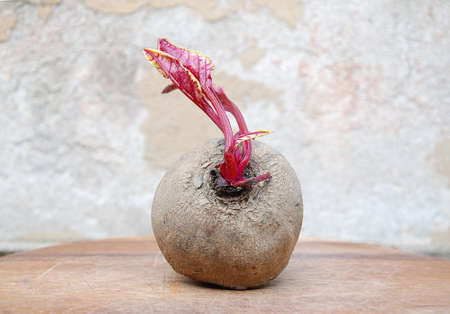 Red turnip on woodの写真素材