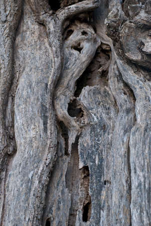 Curious ghost shape in a dead trunkの写真素材