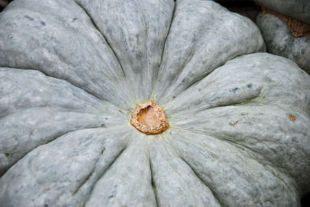 Autumnal pumpkins harvest detailの写真素材