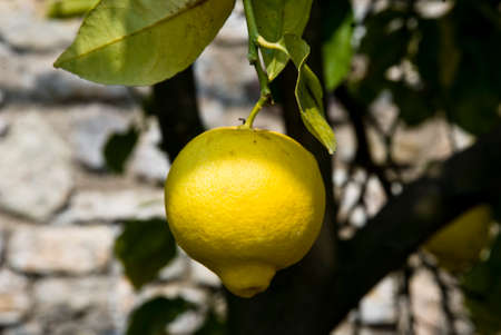 lemon close upの写真素材