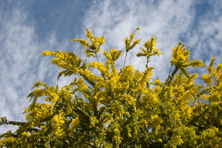 Bunch of mimosa flowers outdoors on tree International women's dayの写真素材