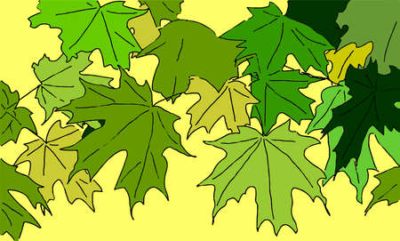 Maple leafのイラスト素材