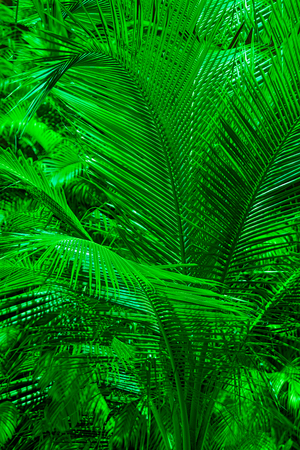 nature concept of tropical flowers and palms leavesの写真素材