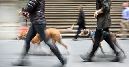 walking the dog on the street in motion blurの写真素材