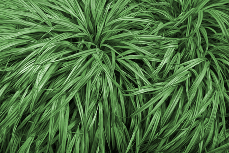 lawn tilled decorative leaves of plantsの写真素材