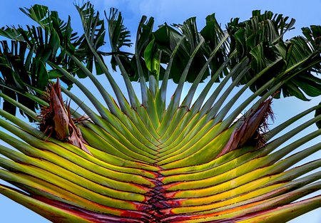 a kind of tropical palm tree against the blue skyの写真素材