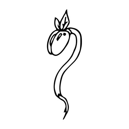 black and white bean sprout cartoon object on white background, vector doodle artのイラスト素材