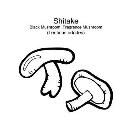 black or white shitake, black mushroom, fragrance mushroom, lentinus edodes, food, health object, vector doodle artのイラスト素材