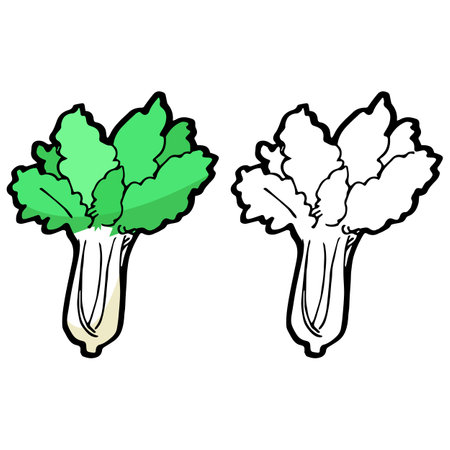 chinese cabbage and black and white chinese cabbage cartoon object, vector doodle artのイラスト素材