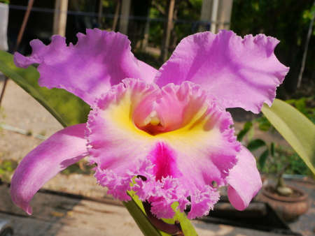 Queen of Orchids in Thailandの写真素材