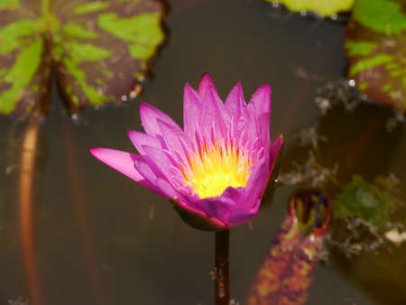 the pink lotusの写真素材