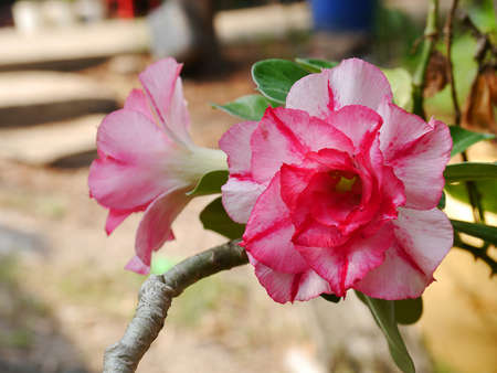 The impala lily so cute in thaiの写真素材