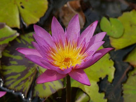 the pink lotus so cute in Thailand very beautifulの写真素材