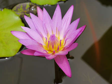 the pink lotus so cute in Thailand very beautifulの写真素材