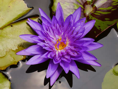 The Blue lotus so cute in Thailand very beautifulの写真素材