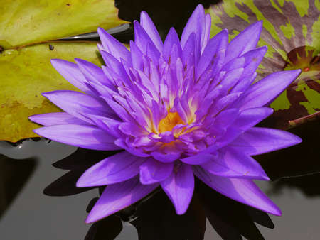 The Blue lotus so cute in Thailand very beautifulの写真素材
