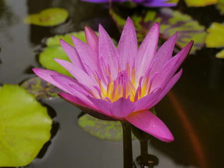 the pink lotus so cute in Thailand very beautifulの写真素材
